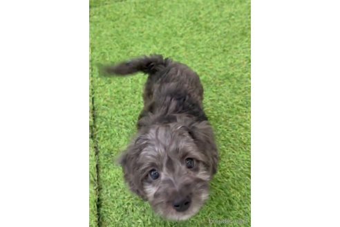 成約済の福岡県のダップー:ミニチュアダックスフンド×トイプードル-276905の5枚目