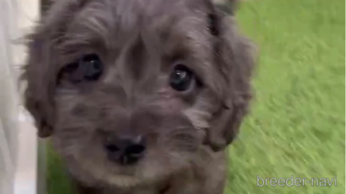 成約済の福岡県のダップー:ミニチュアダックスフンド×トイプードル-276905の1枚目