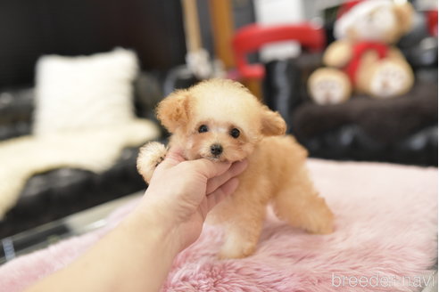 成約済の茨城県のティーカッププードル-274496の1枚目