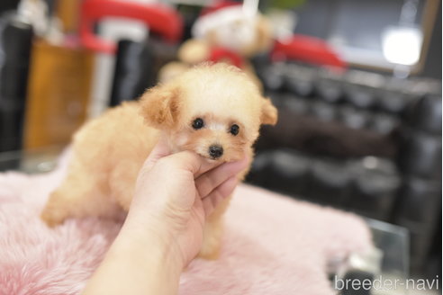 成約済の茨城県のティーカッププードル-274496の5枚目