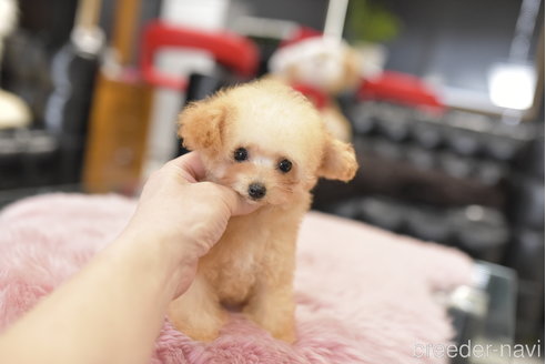 成約済の茨城県のティーカッププードル-274496の3枚目