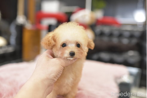 成約済の茨城県のティーカッププードル-274496の2枚目
