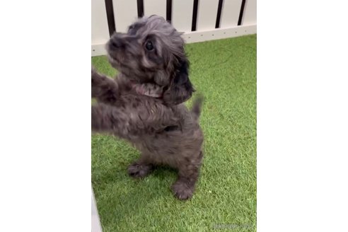 成約済の福岡県のダップー:ミニチュアダックスフンド×トイプードル-276907の4枚目