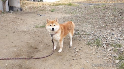 ロクくん1枚目