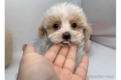 成約済の東京都のミックス犬-278353の13枚目