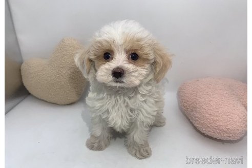 成約済の東京都のミックス犬-278353の11枚目