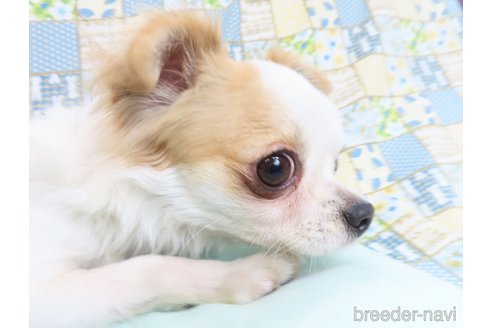 成約済の千葉県のチワワ(ロングコート)-223962の5枚目