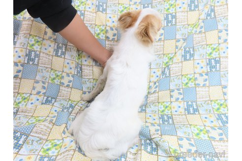成約済の千葉県のチワワ(ロングコート)-223962の4枚目