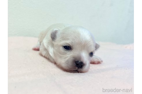 成約済の福岡県のチワマル:チワワ×マルチーズ-279696の17枚目