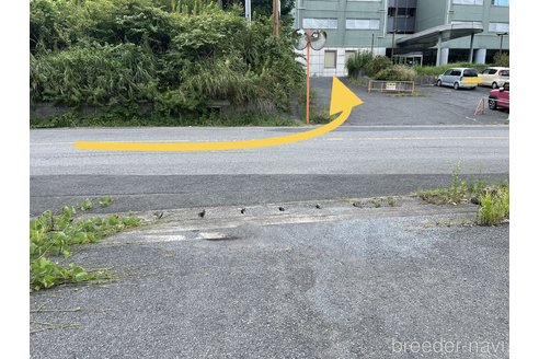 成約済の千葉県のタイニープードル-259548の4枚目
