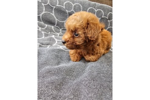 成約済の埼玉県のティーカッププードル-281278の4枚目