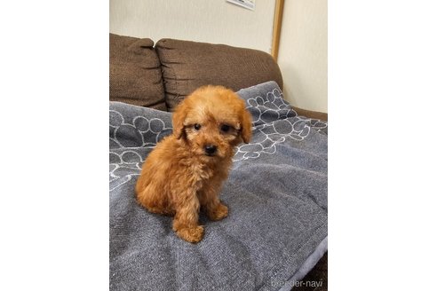 成約済の埼玉県のティーカッププードル-281299の4枚目