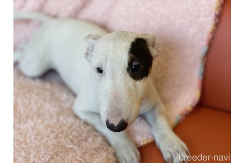 成約済の三重県のミニチュアブルテリア-269315の2枚目