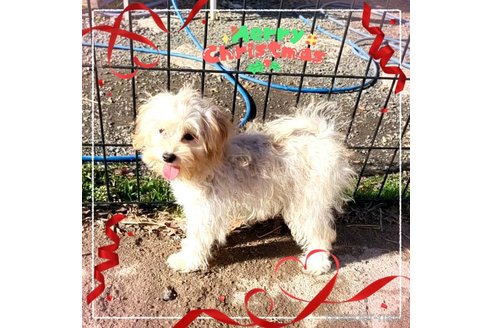 成約済の茨城県のミックス犬-261643の24枚目