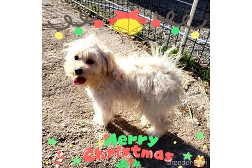 成約済の茨城県のミックス犬-261643の21枚目