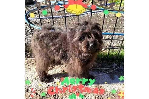 成約済の茨城県のミックス犬-261641の27枚目