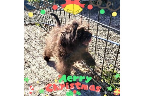 成約済の茨城県のミックス犬-261641の25枚目