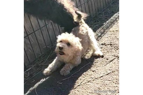 成約済の茨城県のミックス犬-261638の10枚目