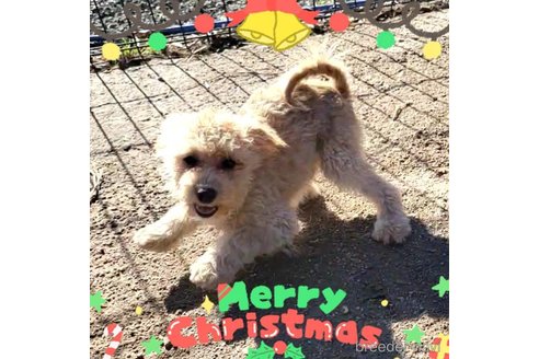成約済の茨城県のミックス犬-261638の9枚目
