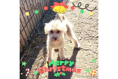 成約済の茨城県のミックス犬-261638の7枚目
