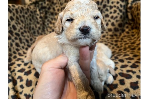 成約済の茨城県のコッカプー:アメリカンコッカースパニエル×トイプードル-281321の9枚目