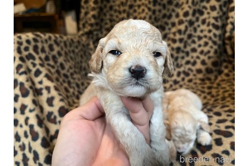 成約済の茨城県のコッカプー:アメリカンコッカースパニエル×トイプードル-281321の2枚目