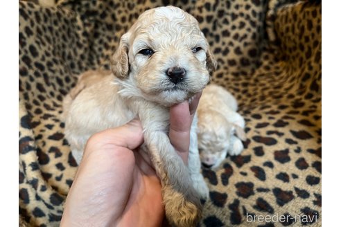 成約済の茨城県のコッカプー:アメリカンコッカースパニエル×トイプードル-281321の3枚目