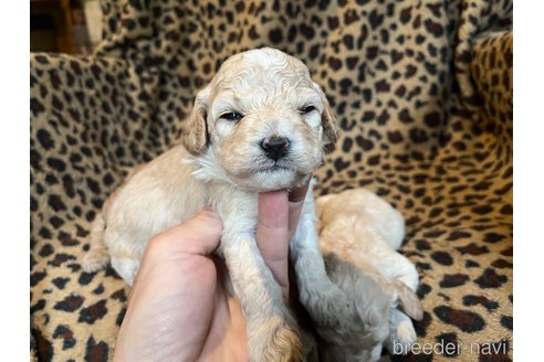 成約済の茨城県のコッカプー:アメリカンコッカースパニエル×トイプードル-281321の5枚目