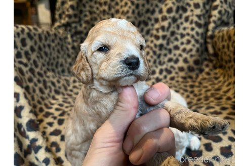 黒と白のコカプーが完全に成長