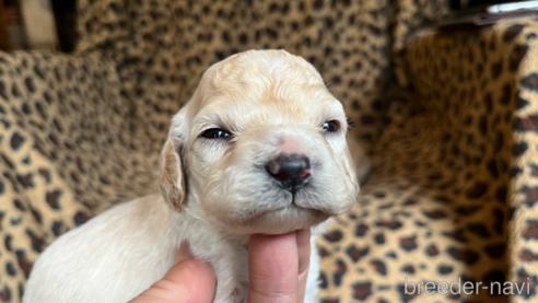 黒と白のコカプーが完全に成長