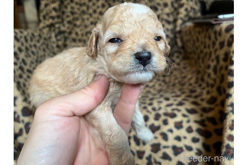 成約済の茨城県のコッカプー:アメリカンコッカースパニエル×トイプードル-281332の1枚目