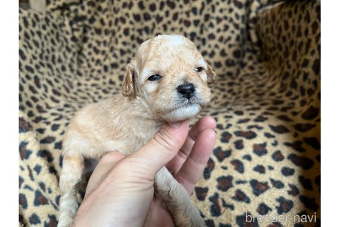 成約済の茨城県のコッカプー:アメリカンコッカースパニエル×トイプードル-281332の17枚目