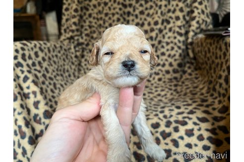 成約済の茨城県のコッカプー:アメリカンコッカースパニエル×トイプードル-281332の16枚目