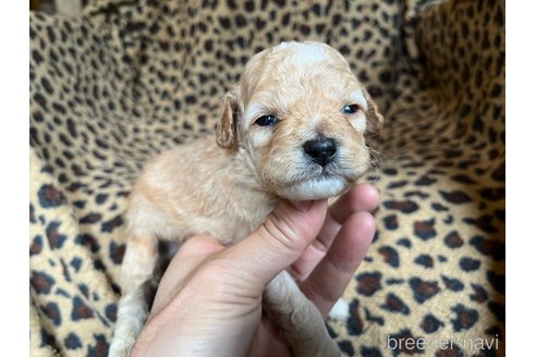 成約済の茨城県のコッカプー:アメリカンコッカースパニエル×トイプードル-281332の15枚目