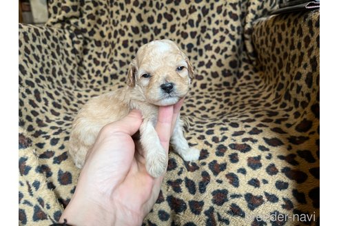 成約済の茨城県のコッカプー:アメリカンコッカースパニエル×トイプードル-281332の14枚目