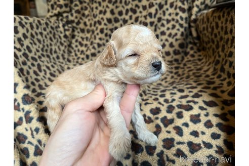 成約済の茨城県のコッカプー:アメリカンコッカースパニエル×トイプードル-281332の11枚目