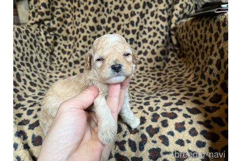 成約済の茨城県のコッカプー:アメリカンコッカースパニエル×トイプードル-281332の12枚目