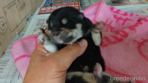 成約済の岡山県の柴犬-281382