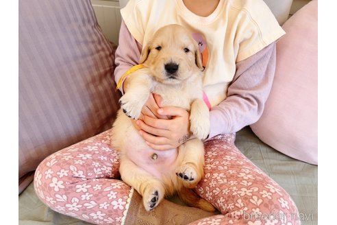 成約済の岐阜県のゴールデンレトリーバー-281393の16枚目