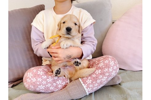 成約済の岐阜県のゴールデンレトリーバー-281393の7枚目