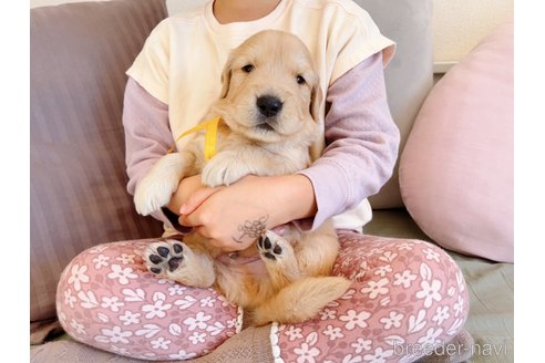 成約済の岐阜県のゴールデンレトリーバー-281393の2枚目
