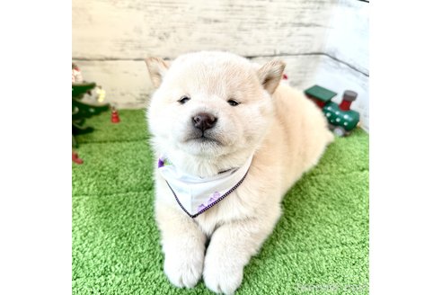 成約済の埼玉県の柴犬-278571の2枚目