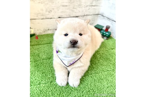 成約済の埼玉県の柴犬-278571の1枚目