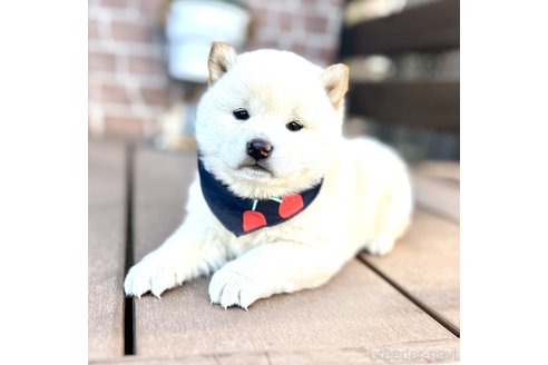 成約済の埼玉県の柴犬-278567の5枚目