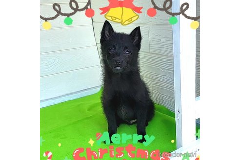 成約済の茨城県のスキッパーキ-268991の34枚目