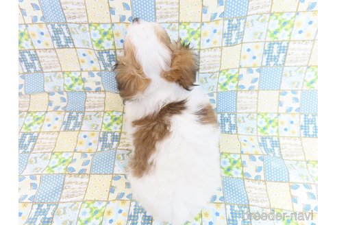 成約済の千葉県のチワワ(ロングコート)-276100の15枚目