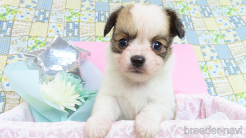 成約済の千葉県のミックス犬-281405の1枚目