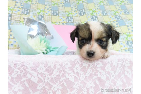 成約済の千葉県のミックス犬-281409の25枚目