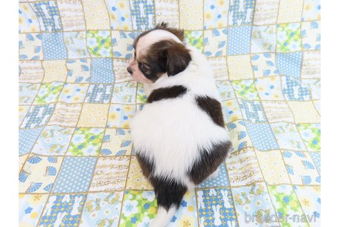 成約済の千葉県のミックス犬-281409の23枚目