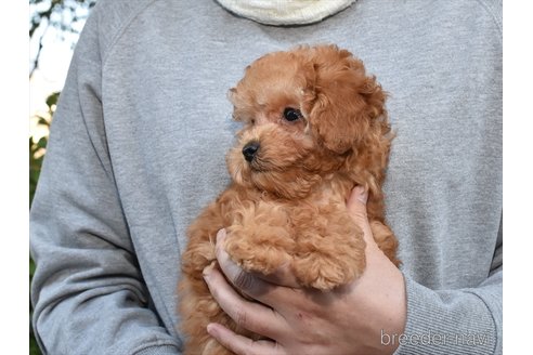 成約済の愛知県のタイニープードル-270324の5枚目